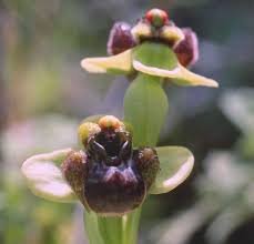 Ophrys bombyliflora - Wikipedia
