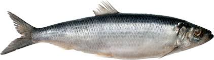 Image result for herring