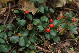 Image result for edible plants Wintergreen