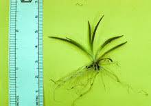 American Shoreweed (Littorella uniflora) - Wisconsin DNR