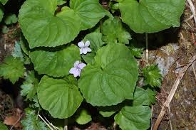 Viola palustris - Wikipedia