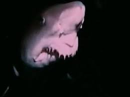 Strange Wilderness Laughing Shark - Funny Videos at Videobash via Relatably.com