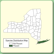 Suaeda maritima ssp. maritima - Species Page - NYFA: New York ...