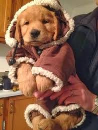 Image result for dogs in funny fall outfits