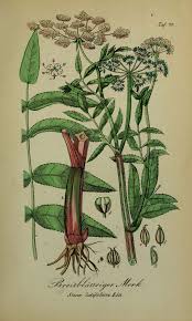 Sium latifolium - Wiktionary