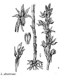 Sp. Ranunculus hostiliensis - florae.it