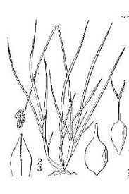 Plants Profile for Carex lachenalii (twotipped sedge)