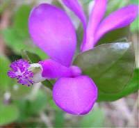 Polygala paucifolia - Online Virtual Flora of Wisconsin