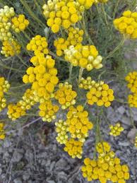 Helichrysum stoechas (L.) Moench, Goldilocks (World flora) - Pl ...