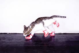 Image result for cats wearing cat shoes