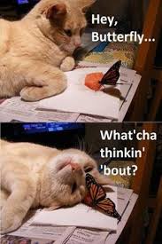 Cute Memes on Pinterest | Animal Memes, Funny Cat Humor and Pet Memes via Relatably.com