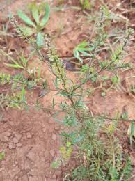 Lepidium bonariense L., Argentine pepper cress (World flora) - Pl ...