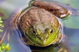 Image result for american frog