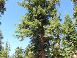 Image result for Shasta red fir