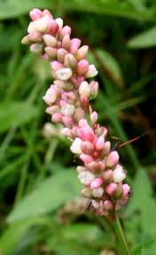Persicaria maculosa - Wikipedia