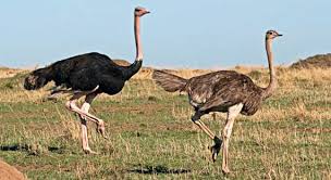 Image result for ostrich head in sand