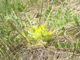 Astragalus exscapus - Wikispecies