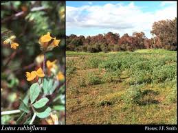 Lotus subbiflorus Lag.: FloraBase: Flora of Western Australia