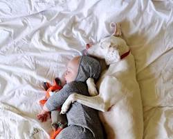 Image of Great Dane cuddling with a child
