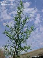 Dragon Wormwood (Artemisia dracunculus) - Wisconsin DNR