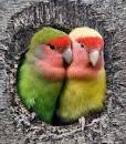 virtual villagers 2 parrots kissing girlfriend prank balls