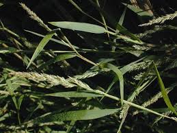 Common Satin Grass (Muhlenbergia frondosa)