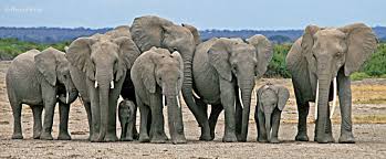 Résultat de recherche d'images pour 'elephant'