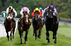Image result for animal race