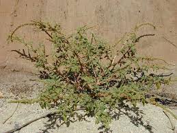 Amaranthus spinosus - Wikipedia
