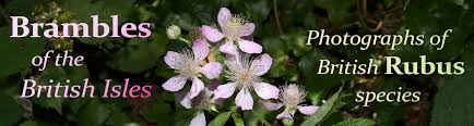 Brambles of the British Isles - Rubus scaber