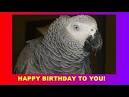 pictures of 2 parrots talking and singing parrots alabare