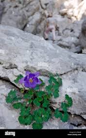 Aquilegia kitaibelii plant on Velebit mountain, Croatia Stock Photo ...