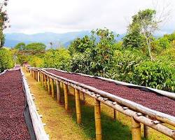 Coffee tour in Boquete, Panama