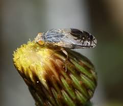 Phagnalon graecum - Wikispecies