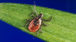 "Tick-Borne Babesiosis Cases Increase in Northeastern States, Says C.D.C."
