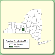 Crepis foetida - Species Page - NYFA: New York Flora Atlas