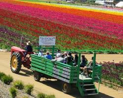 Gambar Take a tractor wagon ride at the Carlsbad Flower Fields