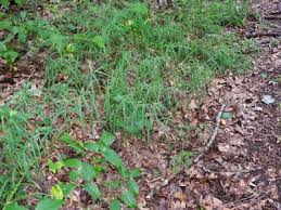 Muhlenbergia frondosa - Michigan Flora