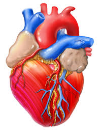 Image result for human heart