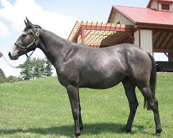 Image of Thoroughbred horse