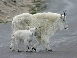 Image result for mother goats