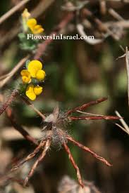 Flora of Israel: Lotus peregrinus