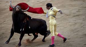 Image result for bull fighting trump