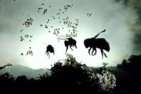 Image result for swarm of bees