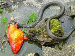 Image result for snake in grass: steven