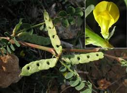 Wild Plants of Malta & Gozo - Plant: Hippocrepis unisiliquosa (Single ...