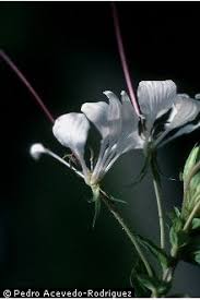 Plants Profile for Cleome spinosa (spiny spiderflower)