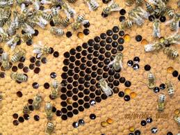 Znalezione obrazy dla zapytania włoscy pszczelarze