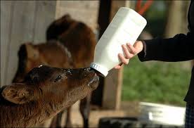 Image result for milking calves