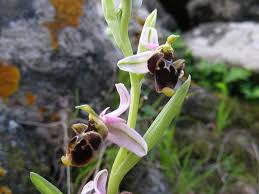Scheda IPFI, Acta Plantarum Ophrys_scolopax